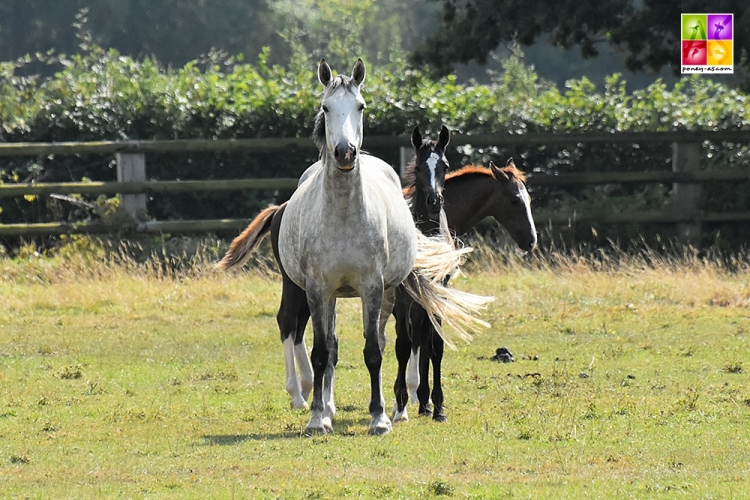 Chelsea DC - ph. Poney As