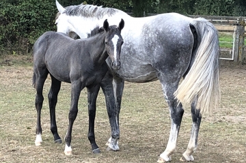 Jade Meniljean - ph. coll. Haras de Meniljean